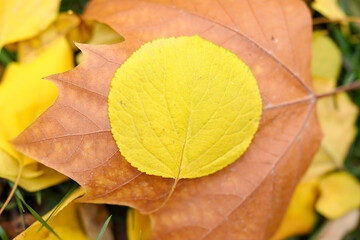 Wall Mural - Find round golden leaves in autumn