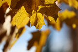 Fototapeta Fototapety z widokami - Widok na jesień z różne kolorowymi liśćmi drzew żółto czerwone. 
