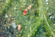 Close-up of Red spider mites (Tetranychus urticae) on leaf. Visible exuviae, eggs, faeces, cobwebs and damaged plant cells. It is a species of plant-feeding mite a pest of many plants.