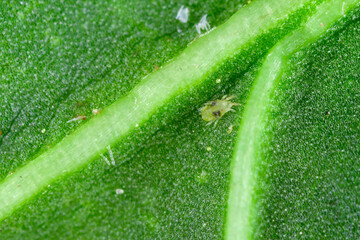 Wall Mural - Close-up of Red spider mites (Tetranychus urticae) on leaf. Visible exuviae, eggs, faeces, cobwebs and damaged plant cells. It is a species of plant-feeding mite a pest of many plants.