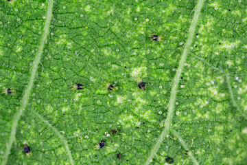 Wall Mural - Tetranychus urticae Tetranychidae (red spider mite or two-spotted spider mite) is a species of plant-feeding mite a pest of many plants.