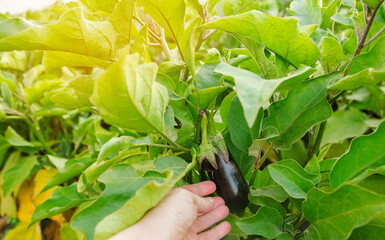 Wall Mural - The farmer harvests ripe eggplants in the field. Growing fresh organic vegetables on the farm. Aubergine. Solanum melongena L. Agroindustry and agribusiness. Selective focus