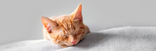 Cute Ginger Kitten Sleeps