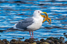 Seagull Standing On Rocky Coastline Eating A Starfish, Canada