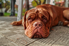 Portrait French Mastiff Watching The Camera Outdoors. 11 Month Old Dogue De Bordeaux (French Mastiff) Puppy.
