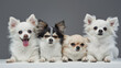 Four fluffy pomeranian chihuahua dogs posing inside studio