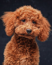 Fluffy Miniature Poodle With Orange Fur Against Dark Background