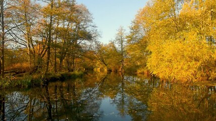 Poster - Radunia river between orange trees in autumn time in Poland.