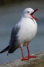 Seagull Squawking 