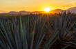 Campo de agave Tequilana wever con el que se produce tequila durante el atardecer a vista del volcán de tequila