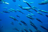 Fototapeta  - Ławica Ryb, Ryby w oceanie, Pływające ryby