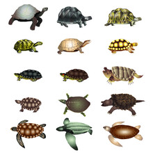 Set Of Turtles