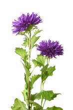 Two Purple Aster Flowers On White Background, Closeup