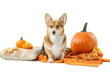 Cute dog with plaid, autumn leaves and pumpkins on white background. Thanksgiving day celebration
