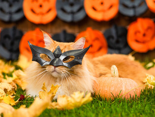 Canvas Print - Funny adult Maine Coon cat wearing mask for halloween sits on autumn grass with pumpkin