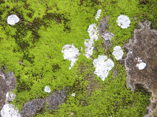 Poster - Closeup shot of a mossy asphalt texture