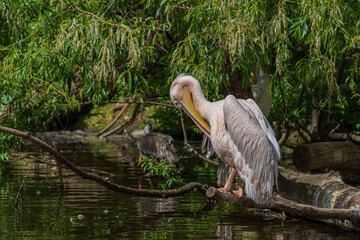 Great water bird Pelican - Pelecanus. Photo with nice bokeh.