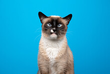 Adorable Blue Eyed Siamese Cat With Snaggletooth Squinting