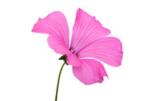 Pink Mallow Flower Isolated