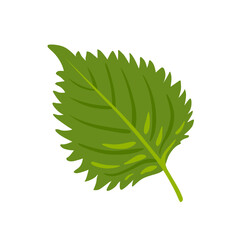 Shiso, perilla. Fresh green oba leaf. Sesame Leaf. Japanese vegetable. Asian cuisine ingredient. Healthy vegetarian food. Flat vector illustration.