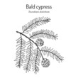 Bald cypress Taxodium distichum , state tree of Louisiana