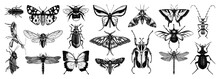 Hand-sketched Insects Collection. Hand Drawn Beetles, Bugs, Butterflies, Dragonfly, Cicada, Moths, Bee Set In Vintage Style. Entomological Vector Drawings