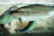 Rainbow trout fish swimming in aquarium, pisciculture, aquaculture , live fish for sale in supermarket