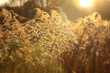 Jesienna łąka z uschniętymi kwiatami w promieniach zachodzącego słońca