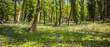 Bluebells in Panorama