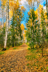 Wall Mural - bright saturated colors of the autumn forest, birch alley in the city park.