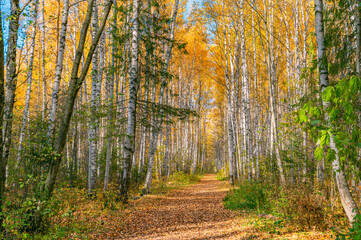 Wall Mural - bright saturated colors of the autumn forest, birch alley in the city park.