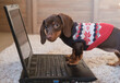 cute dachshund puppy in front of a laptop screen stands paws on the keyboard