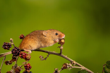 Poster - Closeup of the Eurasian harvest mouse.