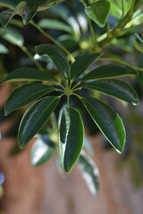 Sticker - Closeup shot of plant leaves