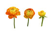 Set of orange ranunculus flowers isolated