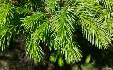 Wall Mural - beautiful fresh branch of evergreen coniferous tree