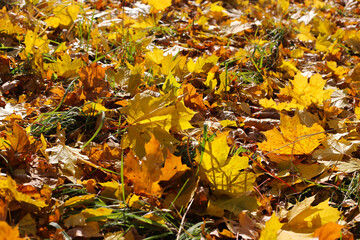 Wall Mural - close-up of fallen leaf of maple tree glowing in sunlight