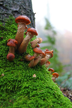 Mushrooms (common Hallimash) In The Forest