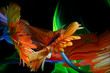 Two orange gerbera flowers and their reflections in a crooked mirror, as well as improvisation by green light in the black background