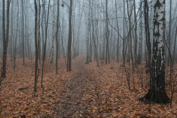 Wall Mural - Autumn landscape with fog