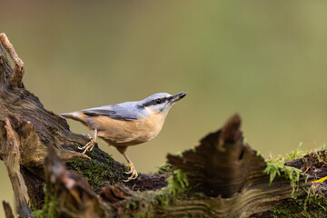 Sticker - Red-breasted nuthatch (Sitta europaea) sitting on a stump overgrown with moss. 