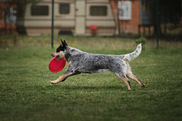 Australian Shepherd cattle dog. Competitions and sports with dog in fresh air on green field in park. Australian blue healer runs fast and holds plastic red flying disc in mouth.