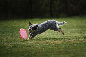 Australian Shepherd cattle dog. Competitions and sports with dog in fresh air on green field in park. Australian blue healer runs fast and tries to catch plastic pink flying disc with teeth.