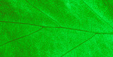 Fototapeta Łazienka - green macro leaf photo for background