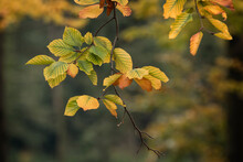 Kolorowe Liście Na Drzewach W Lesie . Pora Roku - Jesień