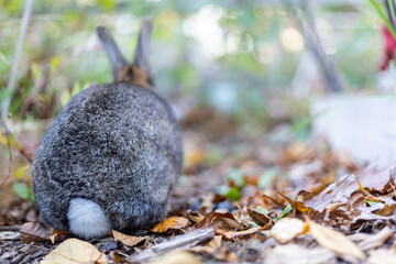 Wall Mural - Gray rabbit in fall garden surrounded by cripsy leaves and mums copy space