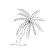 Vector image. Palm tree. Black drawing line