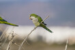 Monk Parakeet (Myiopsitta monachus), invasive bird species.