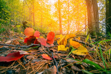 Wall Mural - beautiful autumn landscape with yellow trees and sun. colorful foliage. falling leaves natural backg