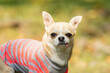 © Scopio - Beige chihuahua with tongue out in grey and red striped shirt